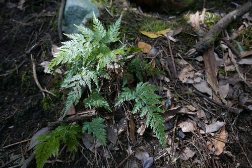 Asplenium adiantum-nigrum image