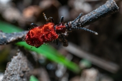 Lemodes coccinea