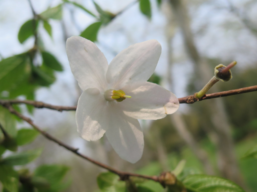 Melliodendron