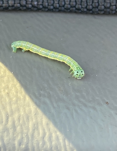 False Hemlock Looper Moth