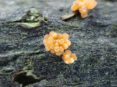 Synnematomyces capitatus