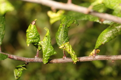 Brachycaudus helichrysi