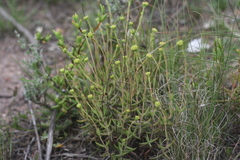 Crassula mollis