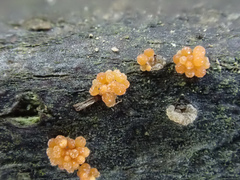 Synnematomyces capitatus