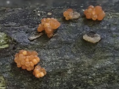 Synnematomyces capitatus