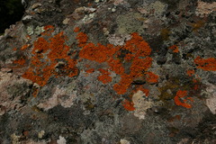 Xanthoria calcicola