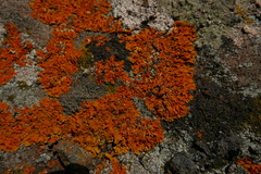 Xanthoria calcicola