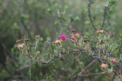 Lampranthus zeyheri