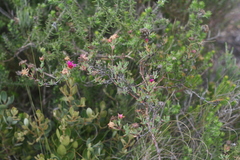 Lampranthus zeyheri
