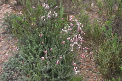 Achyranthemum affine