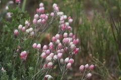 Achyranthemum affine