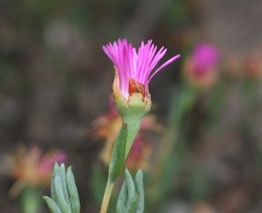 Lampranthus zeyheri