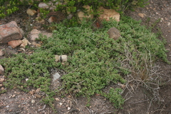Delosperma uncinatum