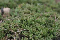 Delosperma uncinatum