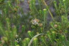 Phylica axillaris