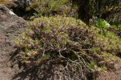 Plantago arborescens subsp. arborescens image