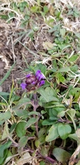Prunella vulgaris vulgaris