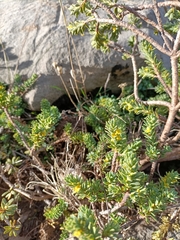 Thymelaea tinctoria