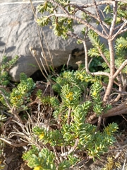 Thymelaea tinctoria