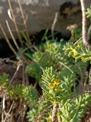 Thymelaea tinctoria