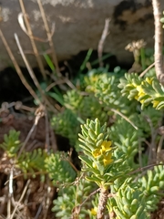 Thymelaea tinctoria
