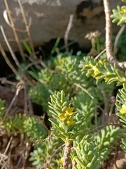 Thymelaea tinctoria