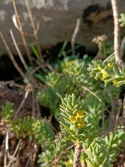 Thymelaea tinctoria