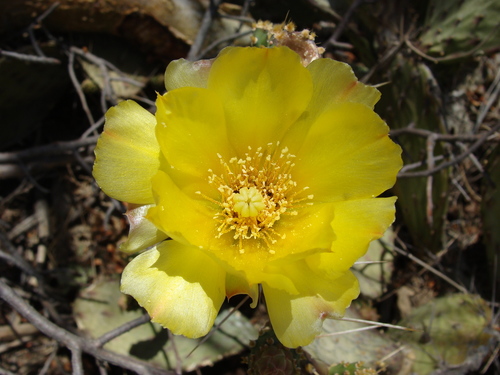 Opuntia bravoana