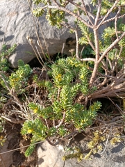 Thymelaea tinctoria