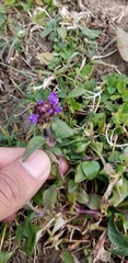 Prunella vulgaris vulgaris