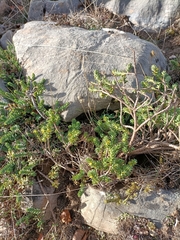 Thymelaea tinctoria