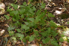 Canarina canariensis image