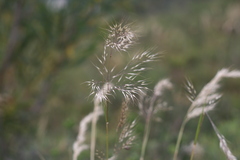 Pentameris curvifolia