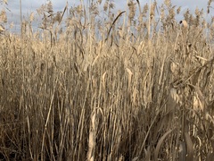 Phragmites australis