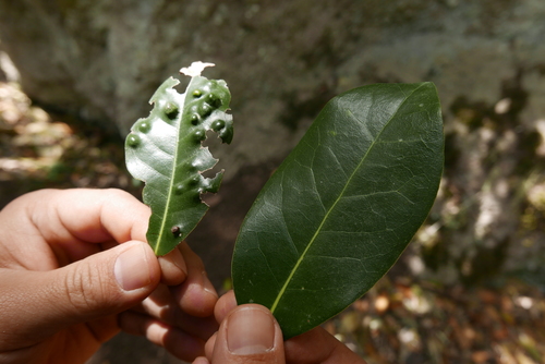 Aceria barbujanae