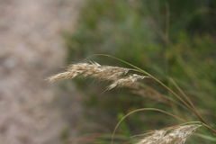 Pentameris curvifolia