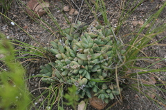Corpuscularia lehmannii