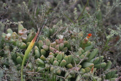 Corpuscularia lehmannii