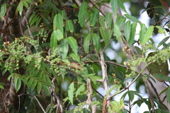 Cyanomitra olivacea image