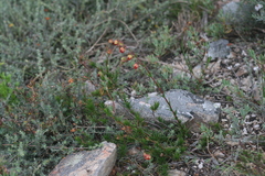 Hermannia filifolia