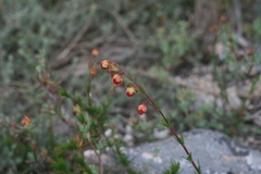 Hermannia filifolia