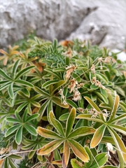 Potentilla alchimilloides