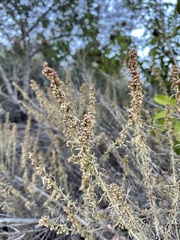 Artemisia californica