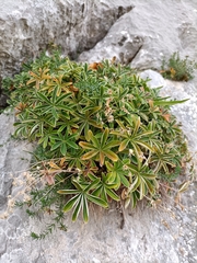 Potentilla alchimilloides