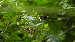 Celaenorrhinus maculosa