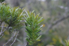 Euclea schimperi daphnoides