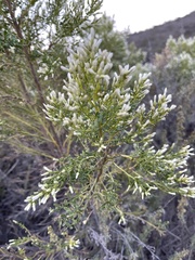 Baccharis pilularis