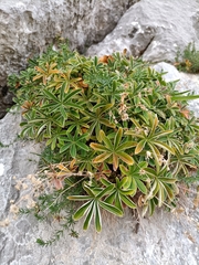 Potentilla alchimilloides