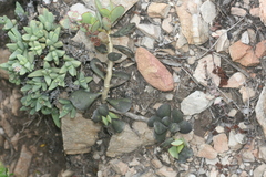 Adromischus inamoenus