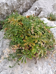 Potentilla alchimilloides